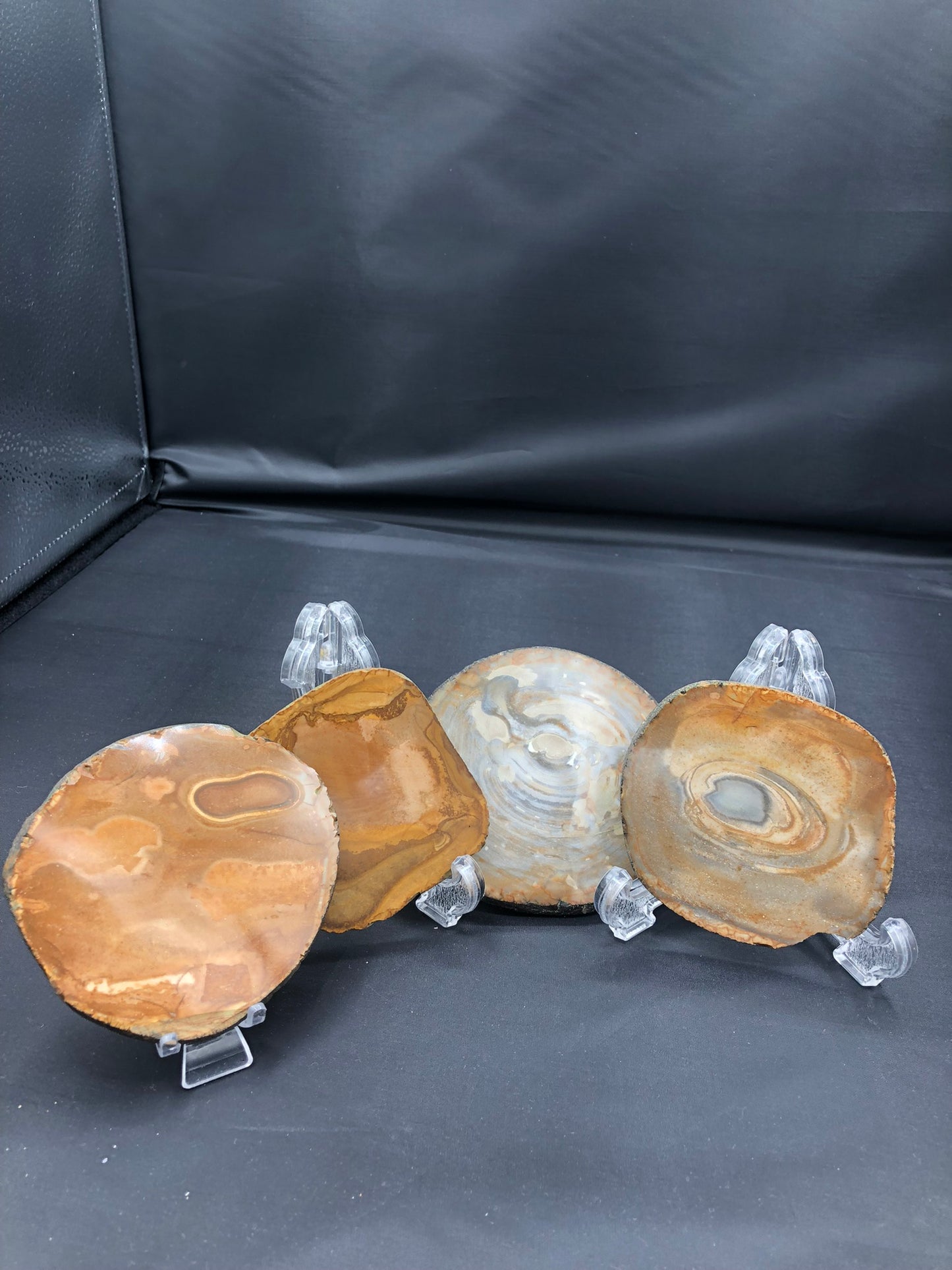 Petrified Wood Coasters Set of 4