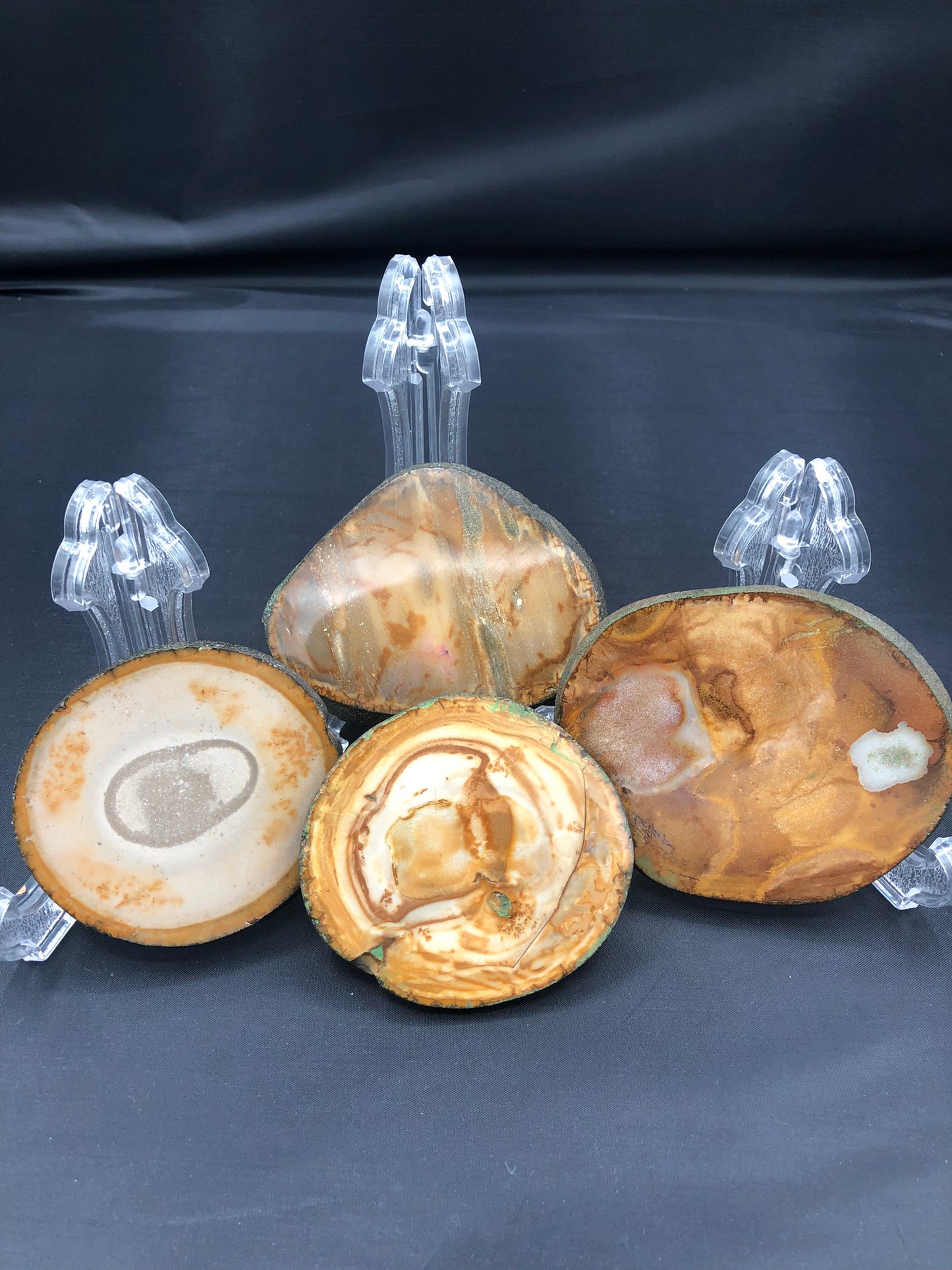 Petrified Wood Coasters Set of 4